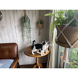 猫とインテリア/ACME FURNITURE/ミックススタイル/壁紙DIY/植物のある生活...などのインテリア実例 - 2020-07-24 11:43:29