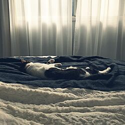ベッド周り/ねこのいる日常/ホコリが積もらない家/猫と暮らす/シャビー...などのインテリア実例 - 2016-11-13 11:45:03