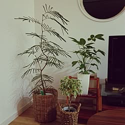 リビング/RC鹿児島/観葉植物のある部屋/観葉植物増やしたい。/北欧テイスト...などのインテリア実例 - 2016-08-17 22:13:06