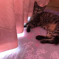 寝室/猫と暮らす/リビングのインテリア実例 - 2019-06-14 19:38:37