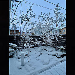 雑木林の庭/積雪/雪景色/雪化粧の庭/和風の庭...などのインテリア実例 - 2022-02-17 07:25:48