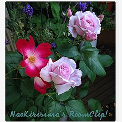 玄関/入り口/薔薇/植物/ベランダガーデニングのインテリア実例 - 2013-05-07 19:53:28