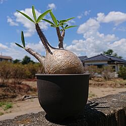 植物のある暮らし/訪問がなかなか出来ずゴメンナサイ/ぼちぼちとのんびりと/タイムライン見逃しがちです/複数枚投稿...などのインテリア実例 - 2023-08-12 19:30:55