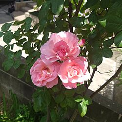 バラ/バラのある庭/お花のある暮らし/バラのある暮らし/お花が好き...などのインテリア実例 - 2023-05-27 11:22:37