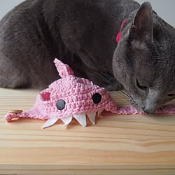 猫のいる風景/cat hat/ハンドメイド/手作り/ペット用品...などのインテリア実例 - 2016-05-30 07:23:33