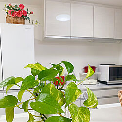 白い家具が好き/緑ある生活/観葉植物/キッチンのインテリア実例 - 2021-09-06 17:57:40