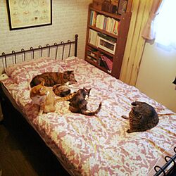 ベッド周り/猫ダイスキのインテリア実例 - 2016-09-20 07:01:32