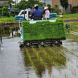 玄関/入り口/田植えの季節/チビ～ズ/大好きなおじちゃん(しゅうちゃん)/春ですね...などのインテリア実例 - 2023-05-28 12:14:38