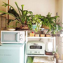 キッチン/植物が好き/観葉植物/植物のある暮らし/ごちゃごちゃ...などのインテリア実例 - 2020-05-01 14:03:07