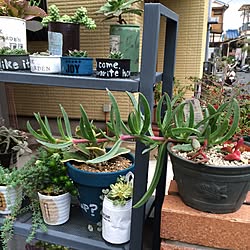 玄関/入り口/多肉植物/いつも、いいね！をありがとうございます♡/リメ缶のインテリア実例 - 2015-02-19 22:30:55