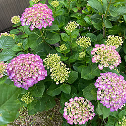 朝から蒸し暑い/曇り25℃/義父&母の介護してます/赤紫色の紫陽花/紫陽花♡...などのインテリア実例 - 2023-06-12 16:58:49