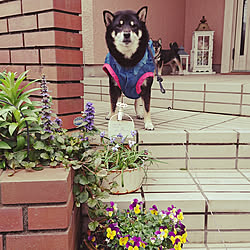 玄関/入り口/RC柴犬の会/柴犬/コメントお気遣いなく♡/柴犬がいる家...などのインテリア実例 - 2020-04-21 14:33:22