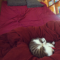 ベッドで寝る猫/ベッドは猫が独り占め/ベッド周りのインテリア実例 - 2020-11-29 10:31:10