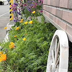 部屋全体/北海道/小さな庭/4枚投稿です♡/雨上がり...などのインテリア実例 - 2023-06-06 12:00:39