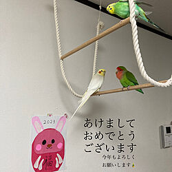 DIY/セキセイインコ/RCの出会いに感謝♡/りーちゃん/ののん...などのインテリア実例 - 2023-01-04 00:38:01