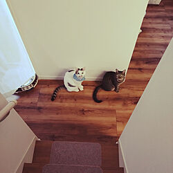 壁/天井/猫と暮らす家/アップルモカ/初めてねこを飼う/階段のインテリア実例 - 2022-09-28 13:50:02