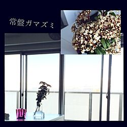 部屋全体/花のインテリア実例 - 2016-03-21 17:09:36