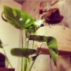 部屋全体/モンステラ/うまく植物育てる方法教えてほしい/懐かしののインテリア実例 - 2015-03-11 03:44:15