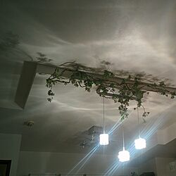 壁/天井/観葉植物のインテリア実例 - 2017-02-04 01:15:00
