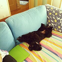 リビング/IKEAのソファー/犬と暮らすのインテリア実例 - 2016-05-23 22:52:51