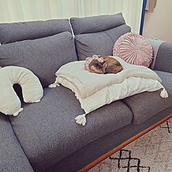 リビング/IKEAのソファー/猫のいる風景のインテリア実例 - 2023-10-14 12:08:15