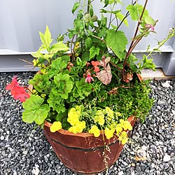 部屋全体/寄せ植え/植物のインテリア実例 - 2017-07-09 15:01:34