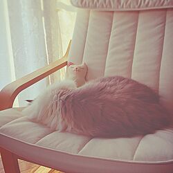 猫と暮らす/IKEA/リビングのインテリア実例 - 2017-07-08 08:18:38