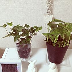 リビング/人形/植物のインテリア実例 - 2012-09-17 22:22:16