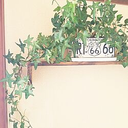 観葉植物♡/ニトリ/壁/天井のインテリア実例 - 2017-04-10 14:53:41