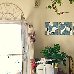 玄関/入り口/レンガ/北欧/塗り壁/観葉植物...などのインテリア実例 - 2017-03-18 07:45:06
