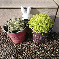 玄関/入り口/セダム/粘土/おひげ/ウサギのインテリア実例 - 2017-05-02 17:05:04