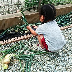 玄関/入り口/DIY/家庭菜園のインテリア実例 - 2017-06-09 14:54:06