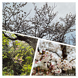 サクラ咲く/5000歩あるいて⭐︎/散策路(*^^*)/桜/カメラまーくw...などのインテリア実例 - 2021-03-30 08:28:31