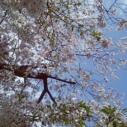 玄関/入り口/桜/近所の花のインテリア実例 - 2017-04-12 14:37:26