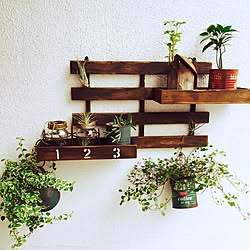 玄関/入り口/観葉植物/ダイソー/DIY/100均...などのインテリア実例 - 2015-07-23 16:53:29