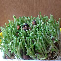リビング/植物のインテリア実例 - 2013-02-04 11:43:55