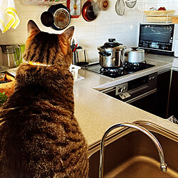 スープ/圧力鍋/ねこのいる日常/猫と暮らす家/猫と暮らす...などのインテリア実例 - 2023-01-20 13:20:13