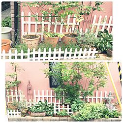 ベッド周り/カインズ木製フェンス/植物/ガーデニング/カインズ Exterior Colors...などのインテリア実例 - 2017-05-27 14:38:36