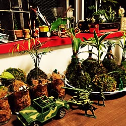 キッチン/キッチンではないですが/植物/苔玉♡/多肉植物...などのインテリア実例 - 2016-05-23 23:26:53