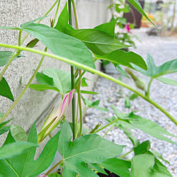 お庭が大好き/お花のある暮らし/アサガオ/お庭のある暮らし/RCの出会いに感謝♡...などのインテリア実例 - 2020-07-10 13:46:06