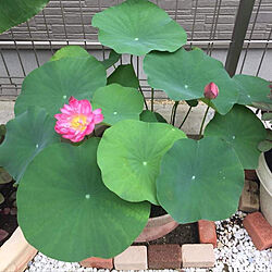 my garden˚✧₊⁎/部屋全体/紅蓮/Lotus Flower/My garden ^•*...などのインテリア実例 - 2020-03-12 19:32:58