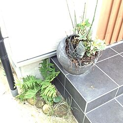 玄関/入り口/植物のインテリア実例 - 2013-09-22 14:32:52