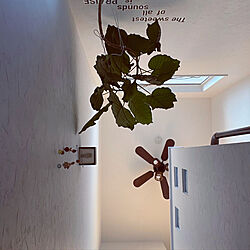 観葉植物のある暮らし/あかりとり窓/ウンベラータ/階段/壁/天井のインテリア実例 - 2022-12-22 15:50:18