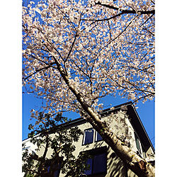 西海岸も好き/桜の見える家/ヴィンテージも好き/建売に見えない建売を目指します♡/玄関/入り口...などのインテリア実例 - 2020-04-02 10:07:15