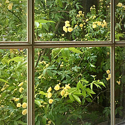 窓辺/カントリー/春/植物のある暮らし/季節を感じる暮らし...などのインテリア実例 - 2022-04-19 16:47:25