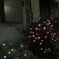 玄関/入り口/照明/観葉植物のインテリア実例 - 2016-10-22 20:52:02