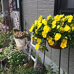玄関/入り口/ガーデニング/DIY/手作りの庭/花のある暮らし...などのインテリア実例 - 2016-04-27 19:43:41