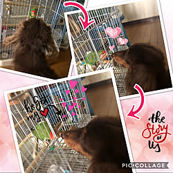 ベッド周り/種を超えた愛!?/仲良しなふたり♡/犬と鳥♡/コザクラインコ Nalu...などのインテリア実例 - 2018-09-21 17:35:10