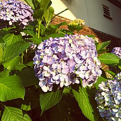 玄関/入り口/紫陽花のインテリア実例 - 2017-07-08 08:22:45