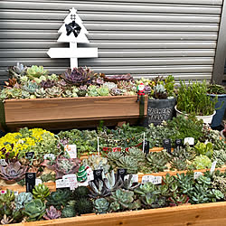 ベランダ多肉/多肉植物/多肉ちゃん/多肉植物寄せ植え/部屋全体のインテリア実例 - 2020-12-16 22:47:49